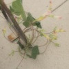 朝顔のアレンジ