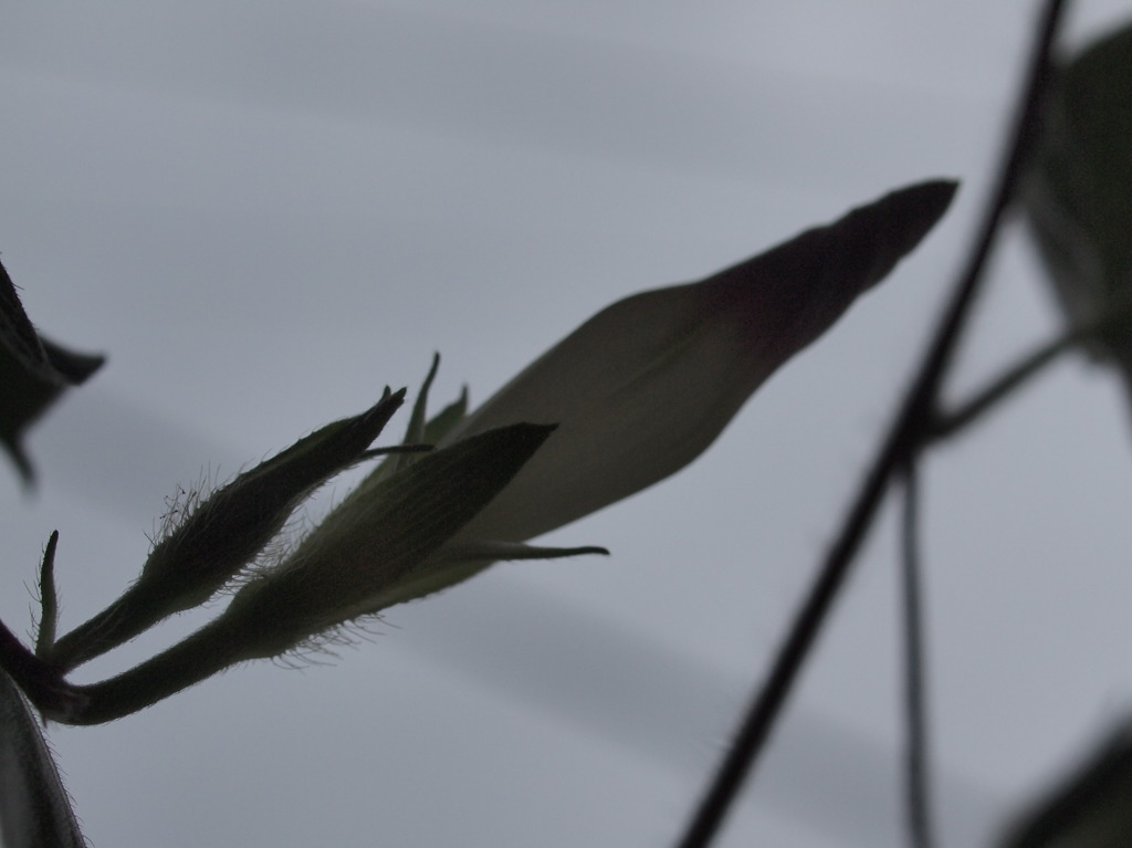 明日咲く花（陰）