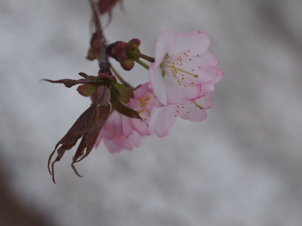 雪と桜（咲）