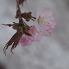 雪と桜（咲）