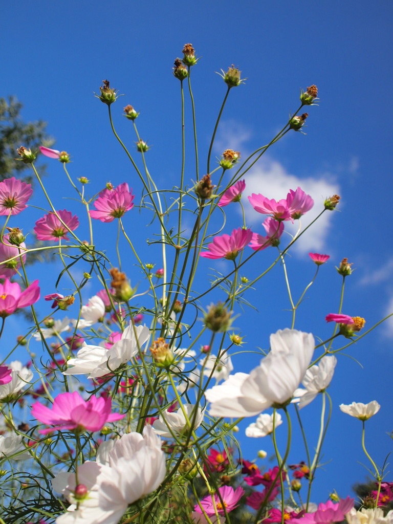 秋空と秋桜