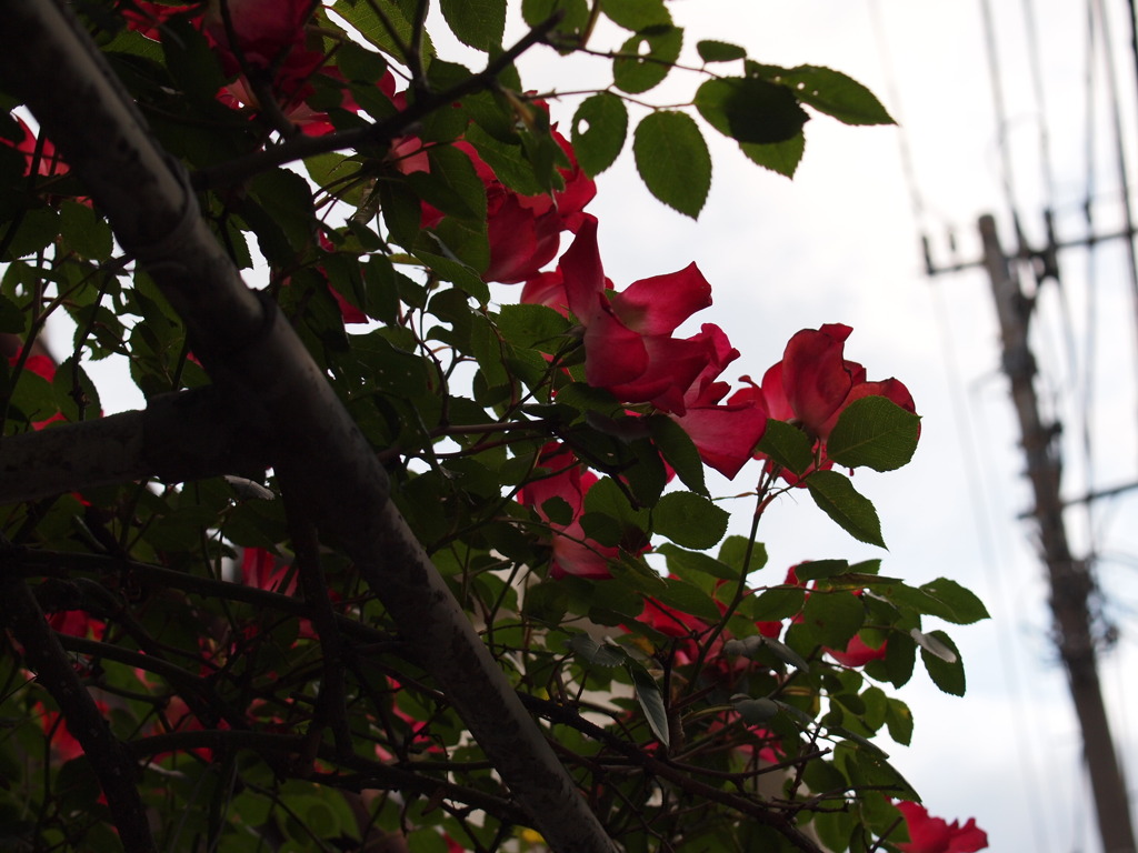 薔薇のゲート
