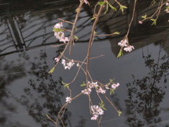 桜、散り、流れ。