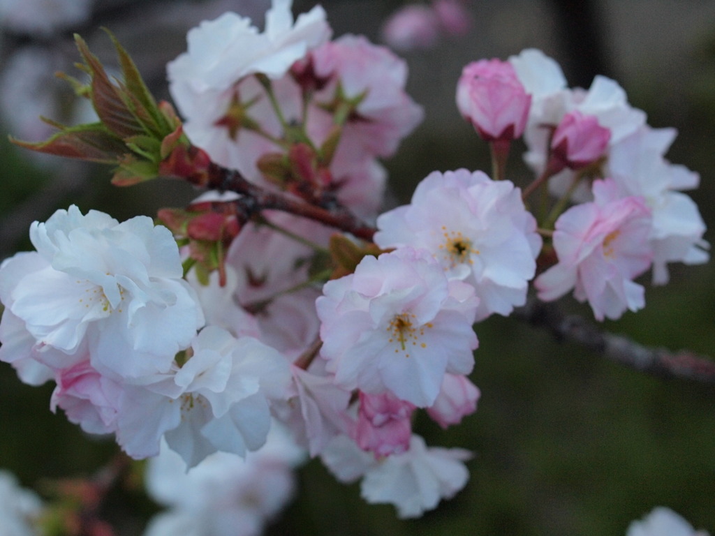 八重桜、横から見るか…