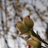 ほんのり、紅く