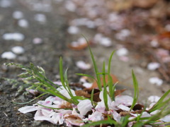 吹きだまる、桜