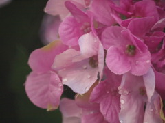 造花　〜ビックカメラにて