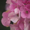 造花　〜ビックカメラにて