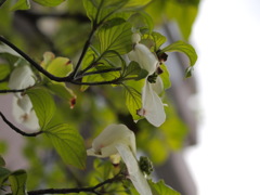 新緑と白い花