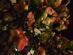 夜の垣根