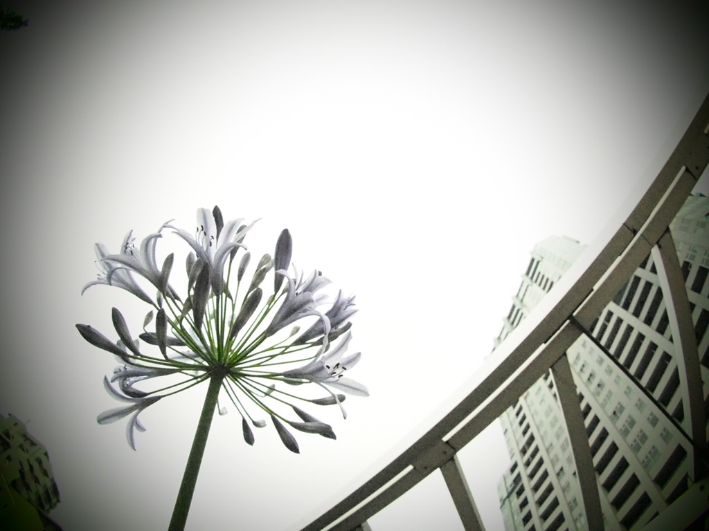 雨空に紫花火