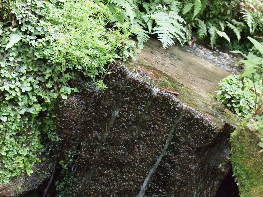 美味しい水の湧く所