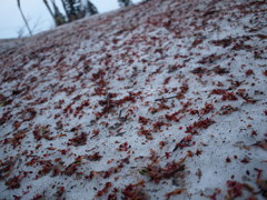 雪と桜（散）