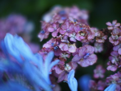 錆色紫陽花