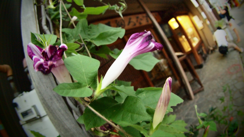 茶屋街に咲く花