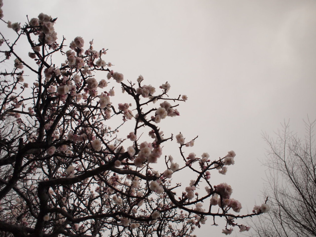 あの日の八重桜