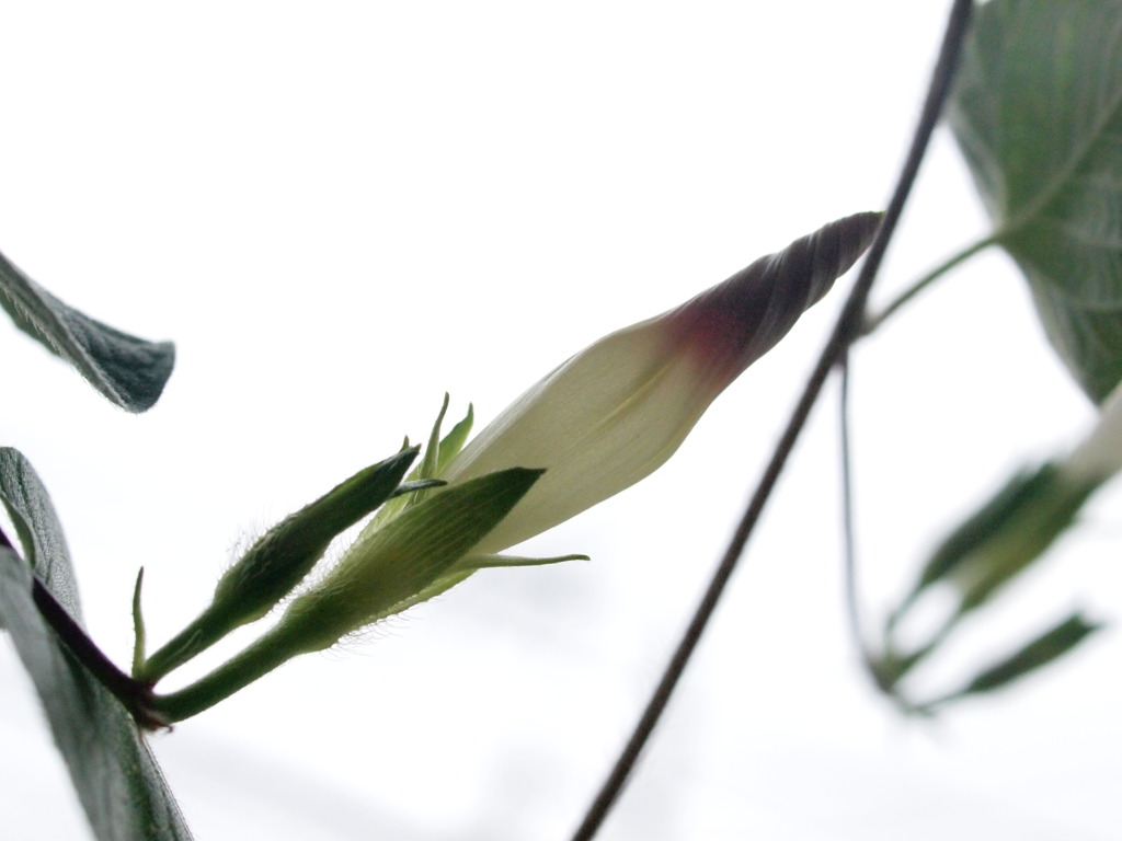 明日咲く花（陽）