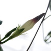 明日咲く花（陽）