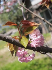 ため息の花束