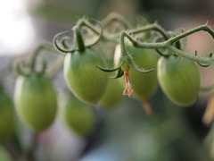 花と実のハザマ