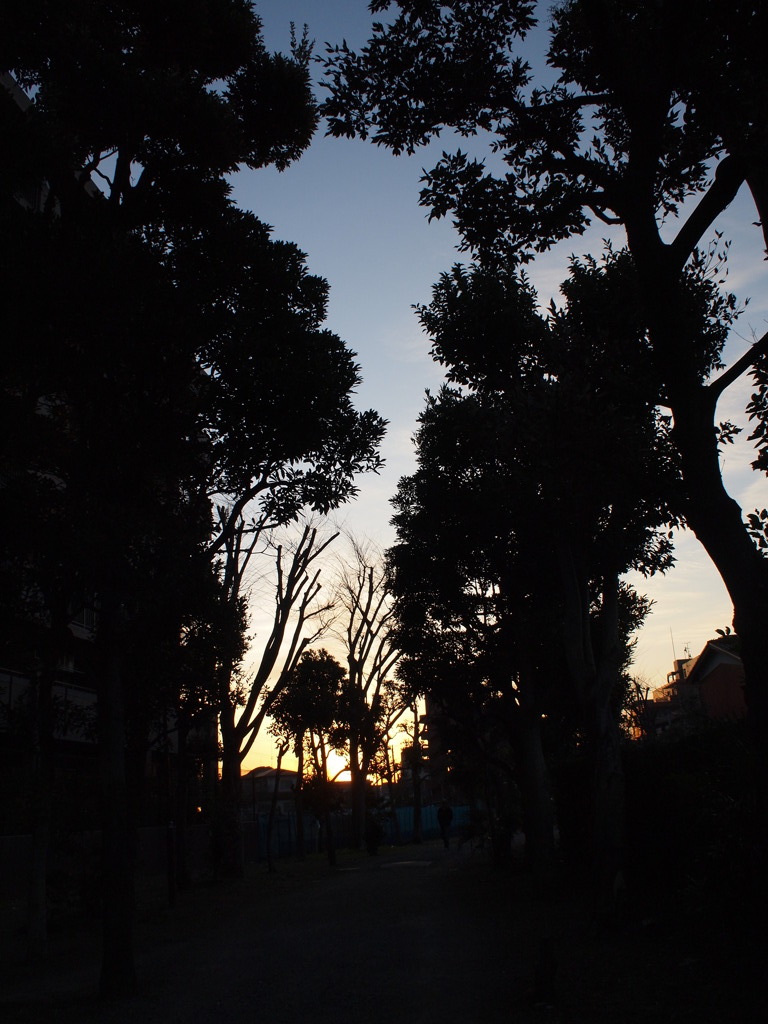 夜明けの散歩