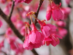 寒緋桜の紅