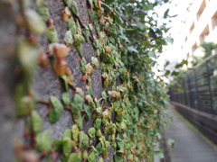 秋が這い寄る壁