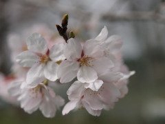 花と蕾と。