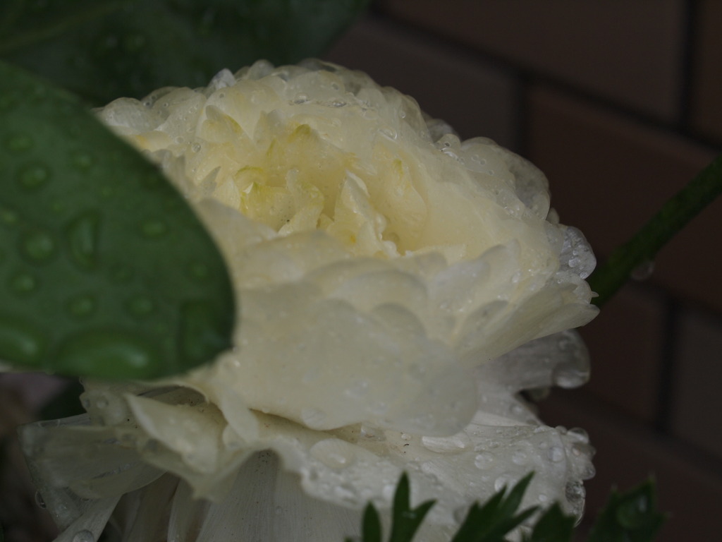 雨の花金鳳花