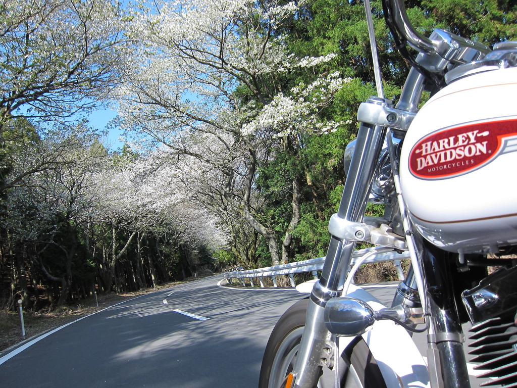 いざ！桜の回廊へ！！