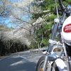 いざ！桜の回廊へ！！