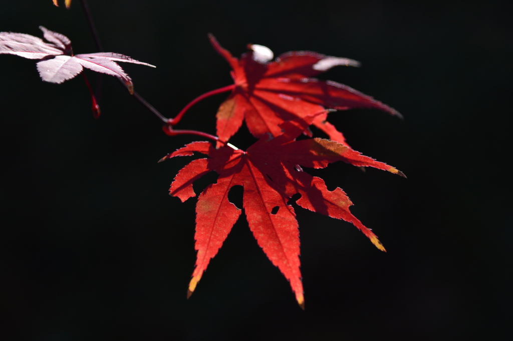 深紅