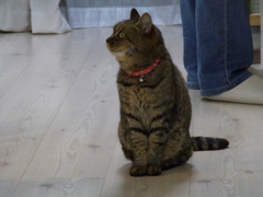 猫のシロ
