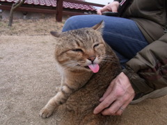尾道にゃんこ