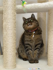 愛猫の誕生日