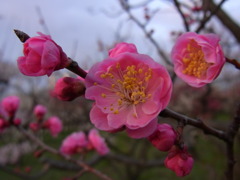 大阪城梅園
