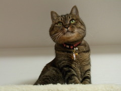愛猫の誕生日