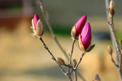 花 (1)