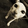ねこの品格