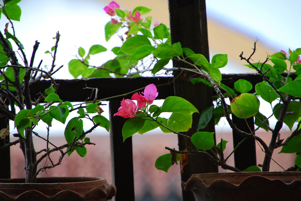 DSC_1160 SUKHOTHAI THAILAND