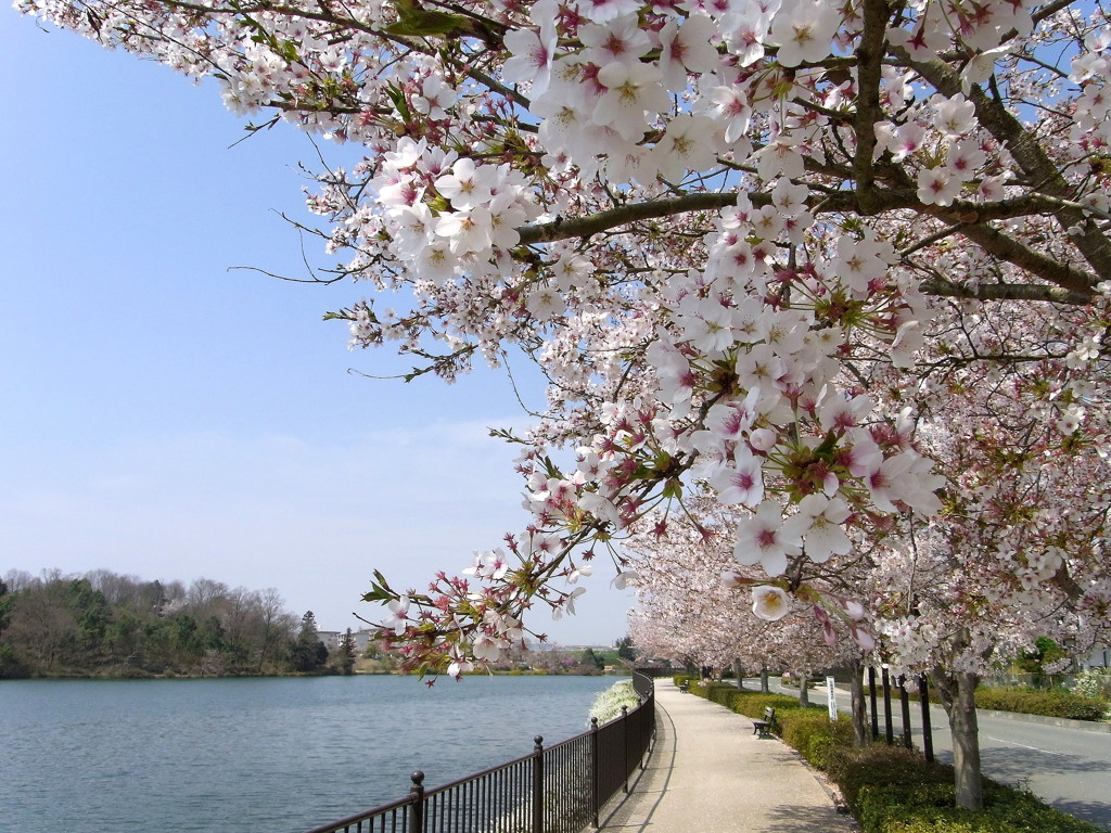 庄原上野公園 2009春