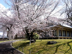 醍醐寺 2009春