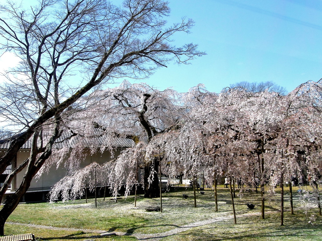 醍醐寺 霊宝館　2009春