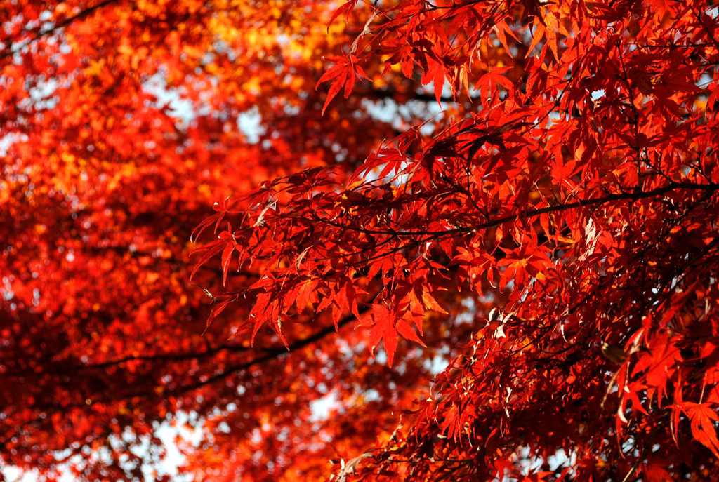 紅葉