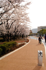 桜のある風景