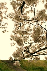 桜、咲く