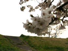 桜。。。