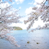 春、爛漫