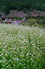 かやぶきの里　美山