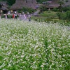 かやぶきの里　美山